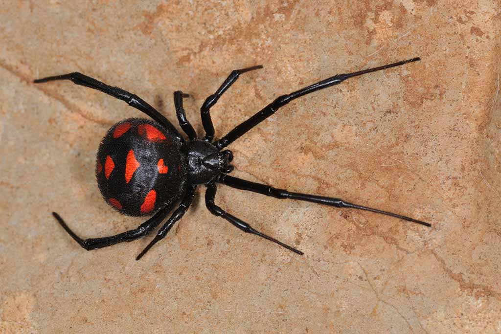 Does the Black Widow Spider Kill her Mate? - Pitara Kids ...
