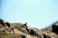 An Ortolan Bunting on a rocky mound