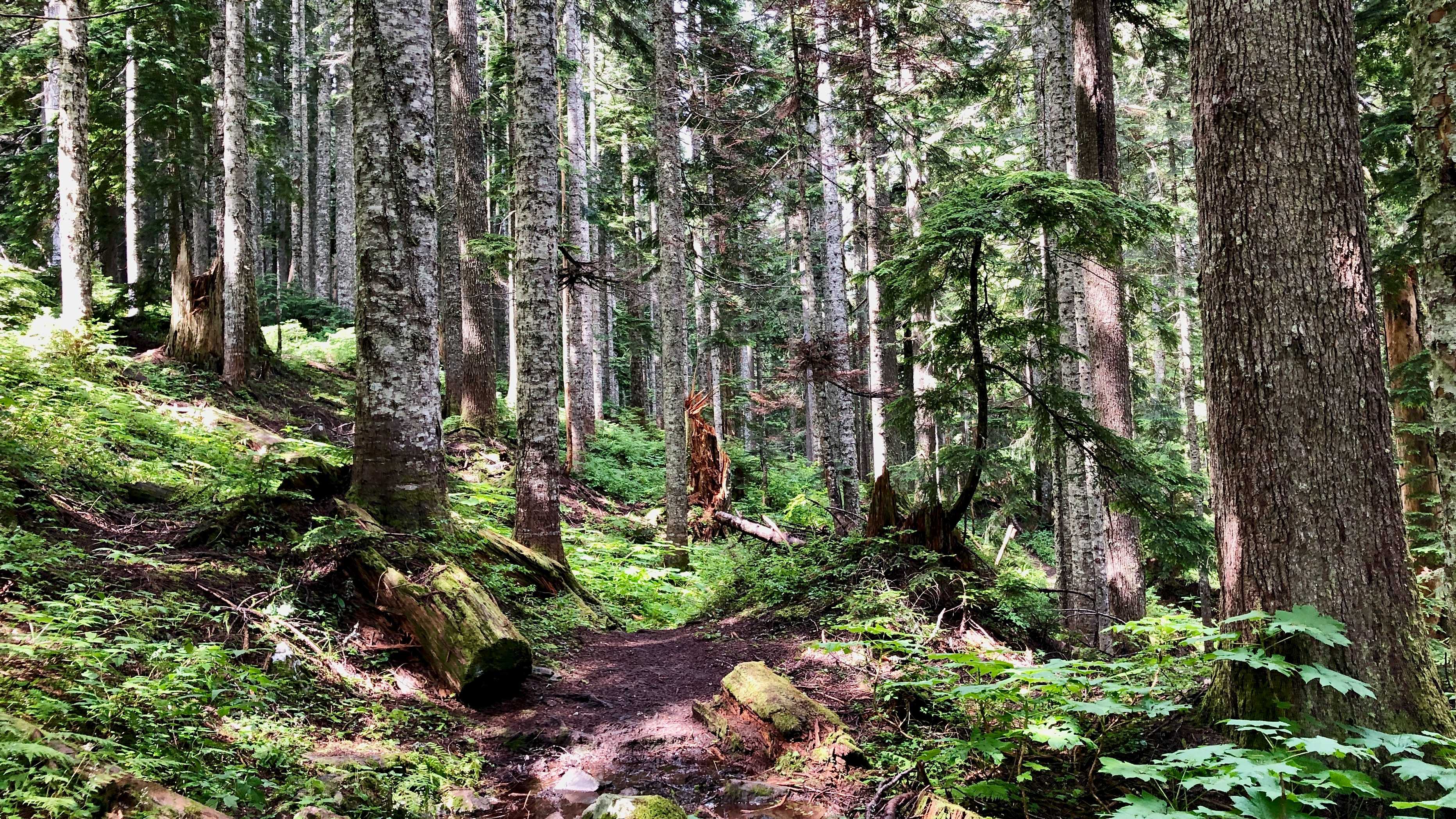 pct-2019-day-74-snoqualmie-pass-to-forest-road-at-mile-2376-0-hike