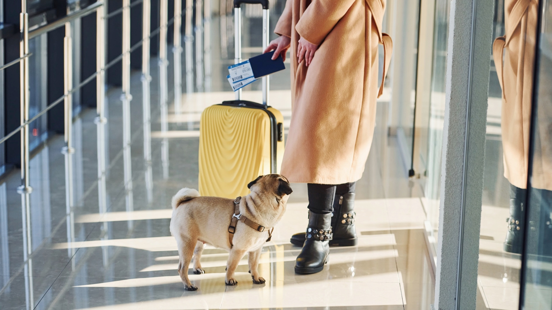 Air Travel Tips For Your Dog