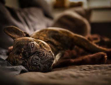 Dog Sleeps with Their Bum Facing You? Here’s Why