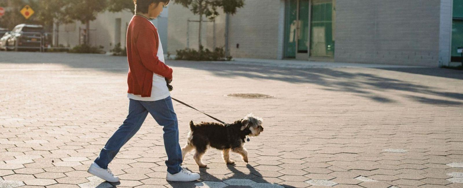Neutering & Spaying: How Soon Can You Walk Your Dog Again?