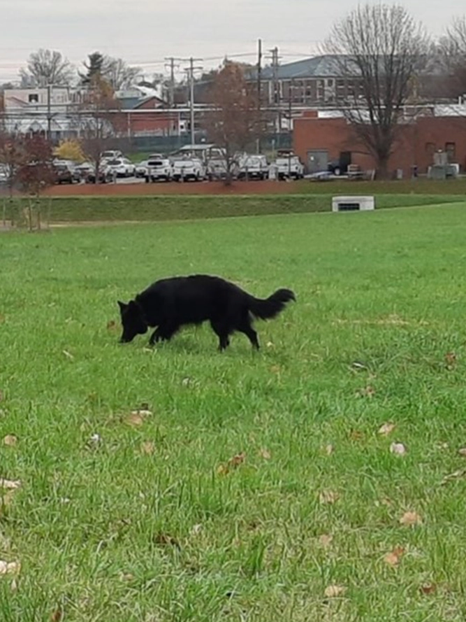 Black dog is in a field searching for something.