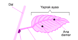 Bitkisel Organlar