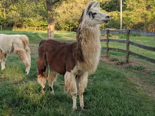 A llama named Defiance