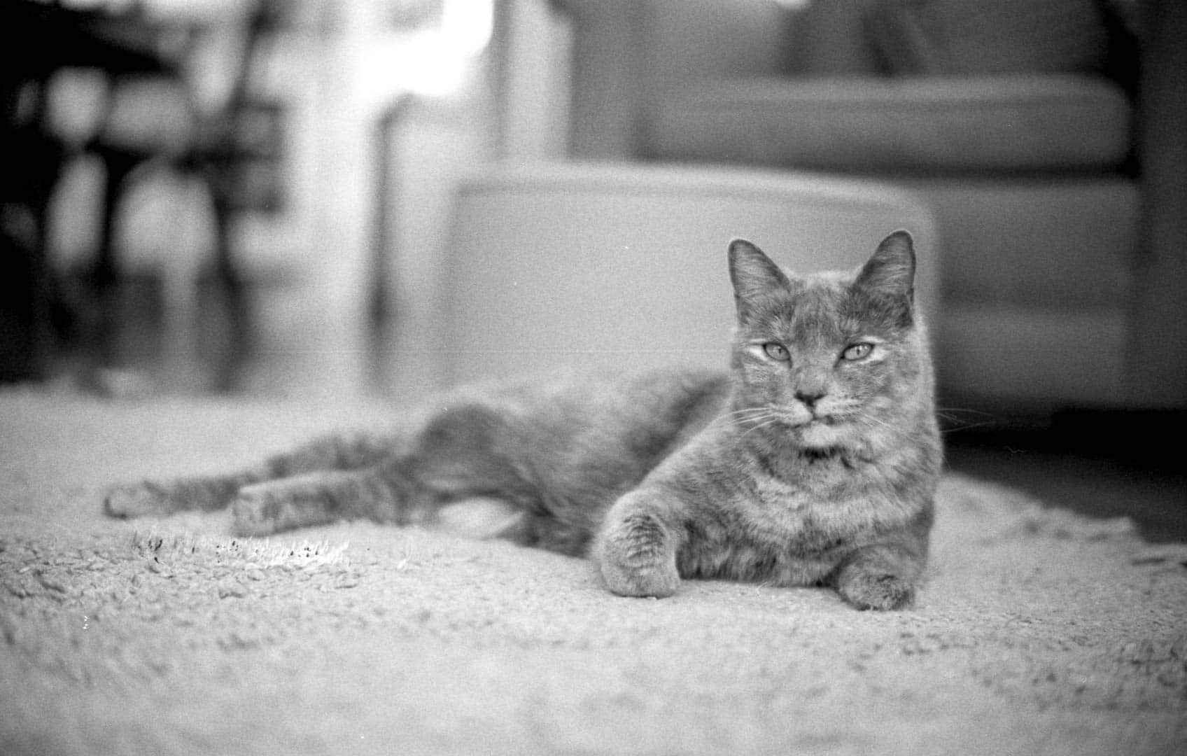 A cat relaxing on the carpet, looking at the camera