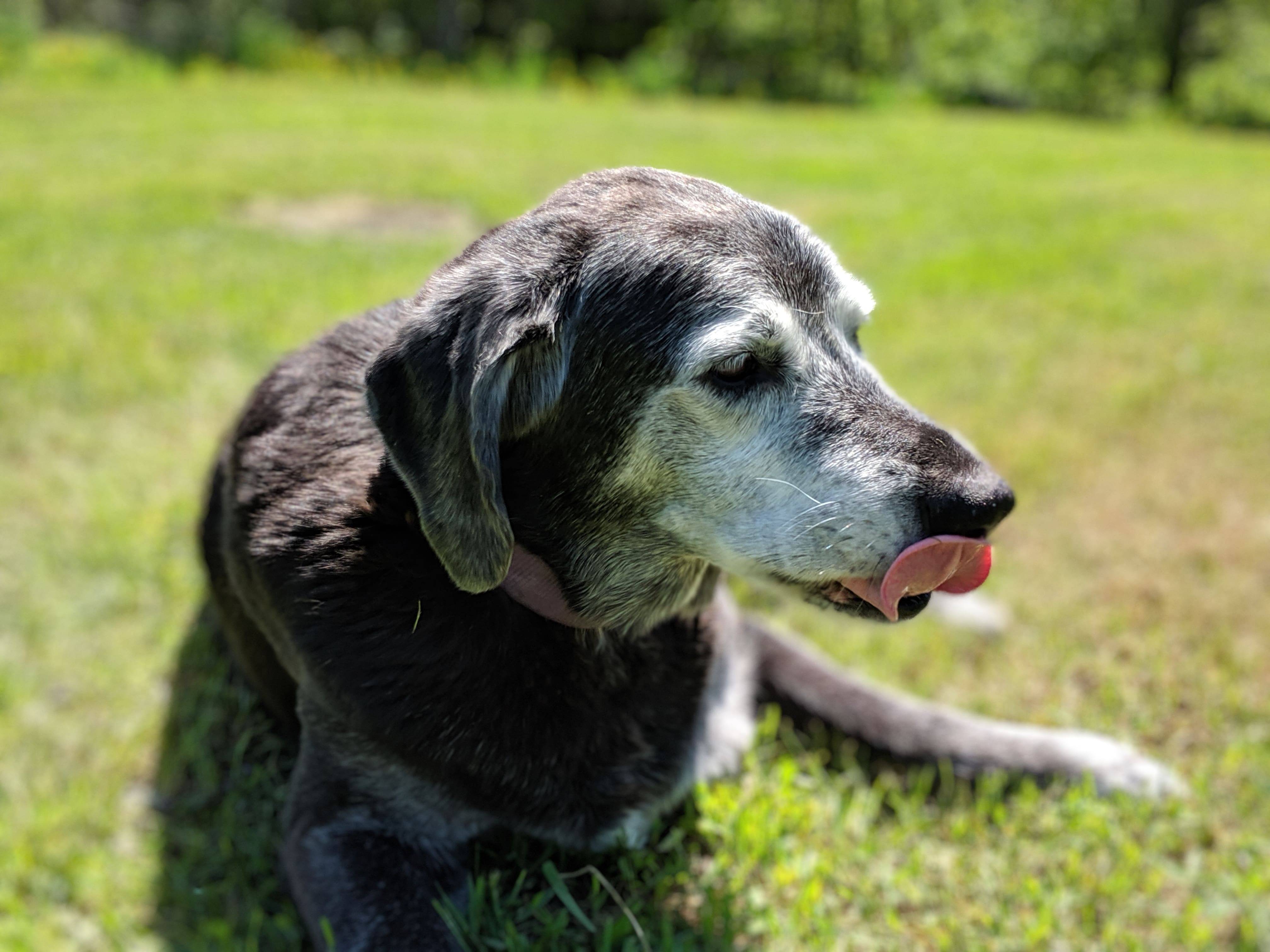 Lilly, one of our dogs in the grass.