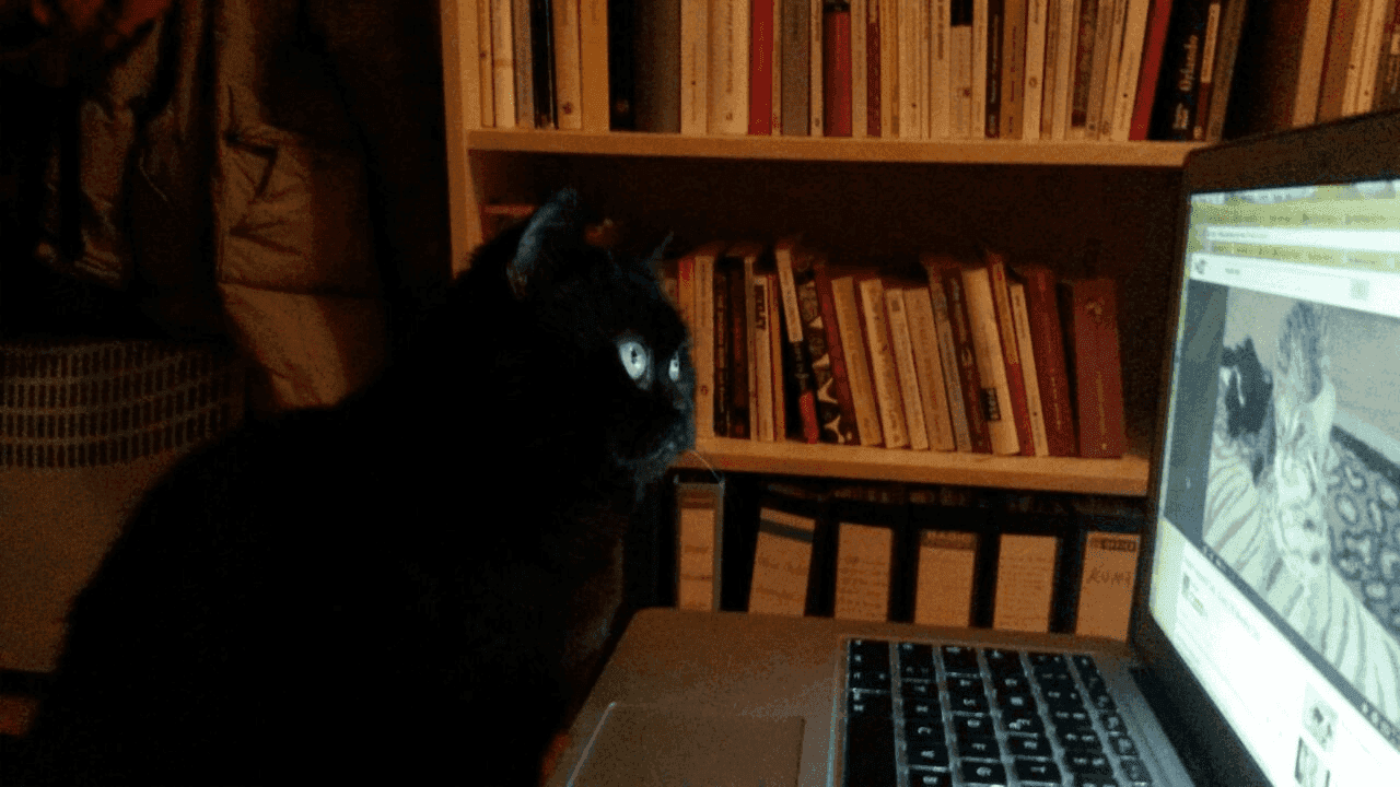 Cat at computer