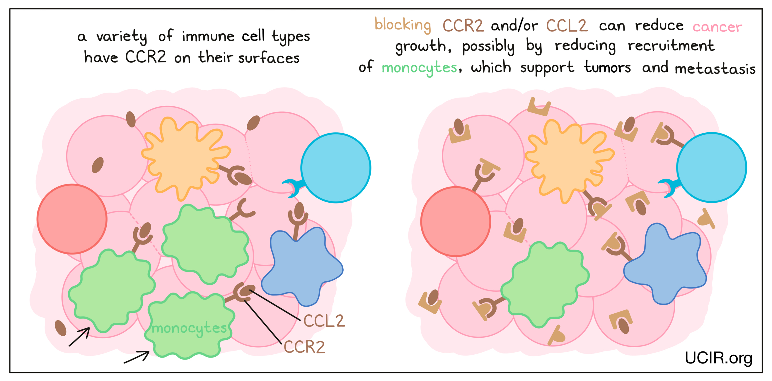 Illustration showing what blocking CCR2 and/or CCL2 does