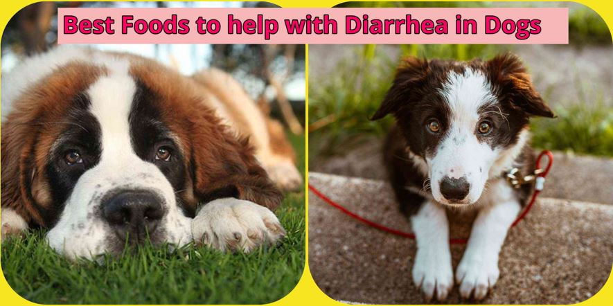 two sad dogs with diarrhea