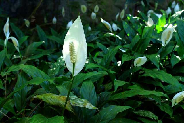 Peace Lilies - One of the most powerful pollutant remover.