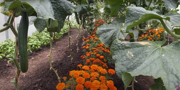 Cucumbers and orange flower beds together