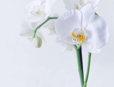 Conditiile favorabile pentru Orhidee