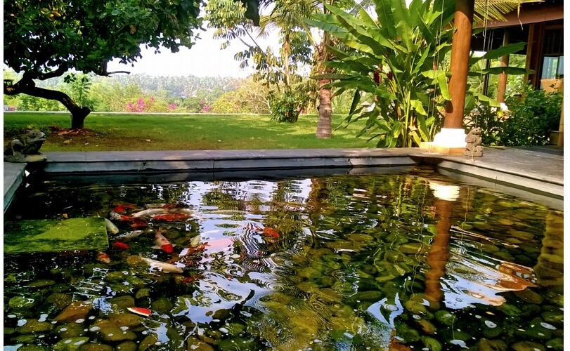 The sky reflects in the koi pond