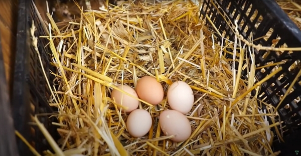 5 eggs ready to pick