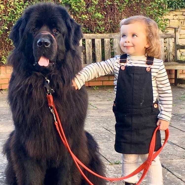 Louise’s dog Sherman may be a giant, but his gentle nature means he’s ...