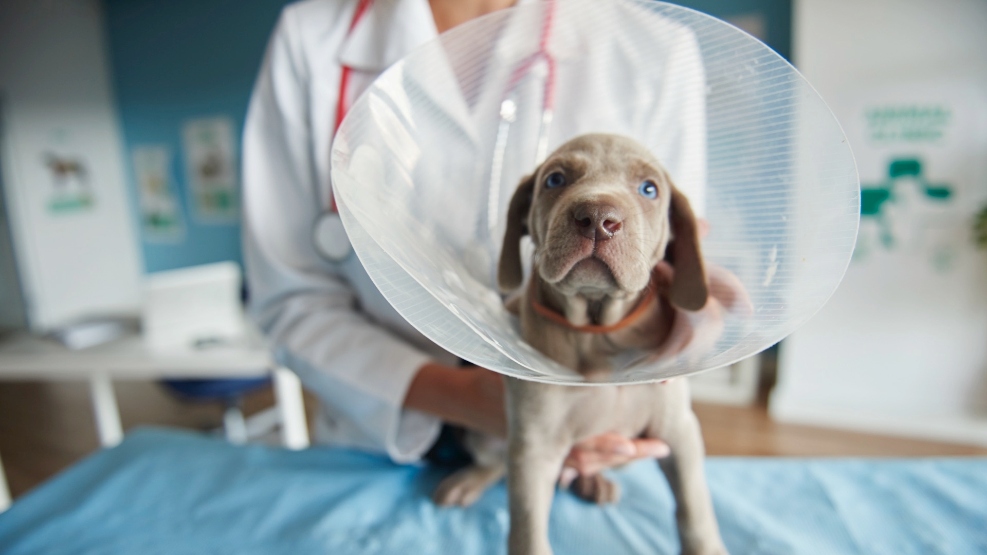 Signs Of Health And Sickness In Your Dog
