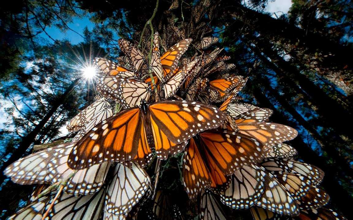 Madagaskaras-drugeliai-new