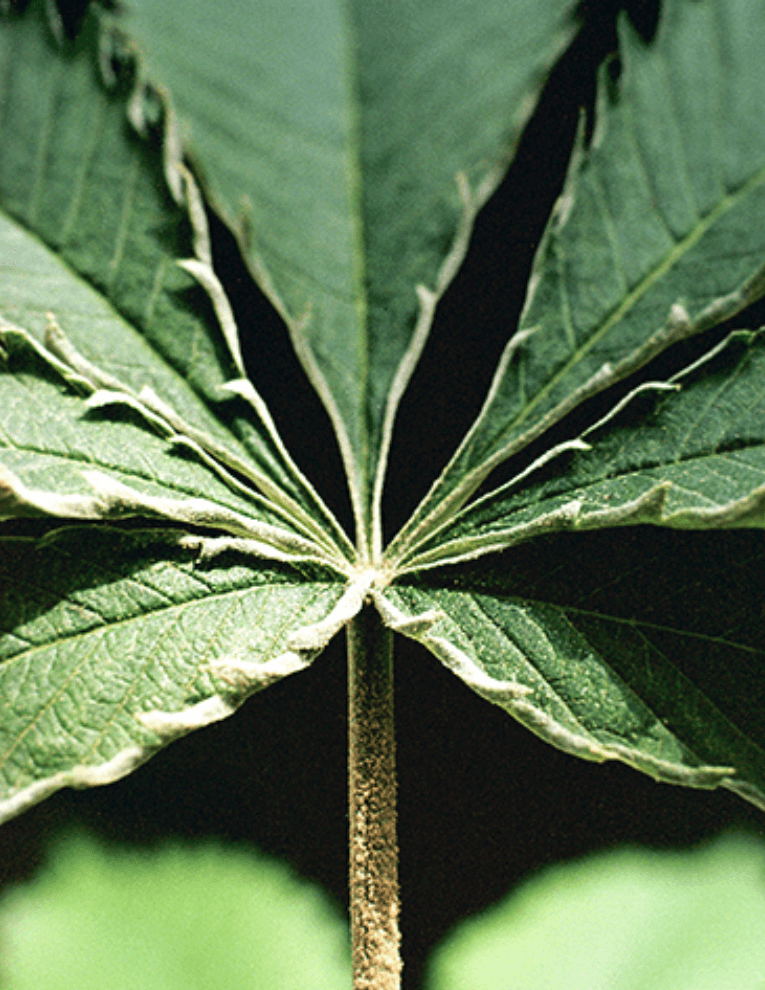 Russet Mite Damage Curled Cannabis Fan Leaves