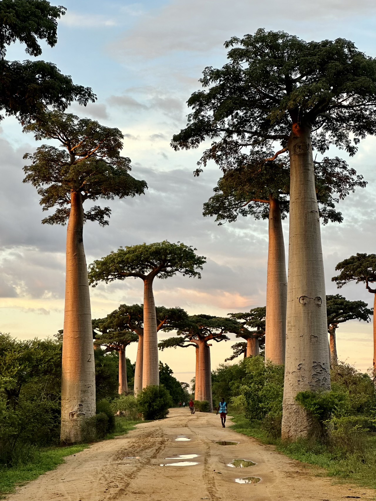 Sunrise at Avenue of the Baobabs