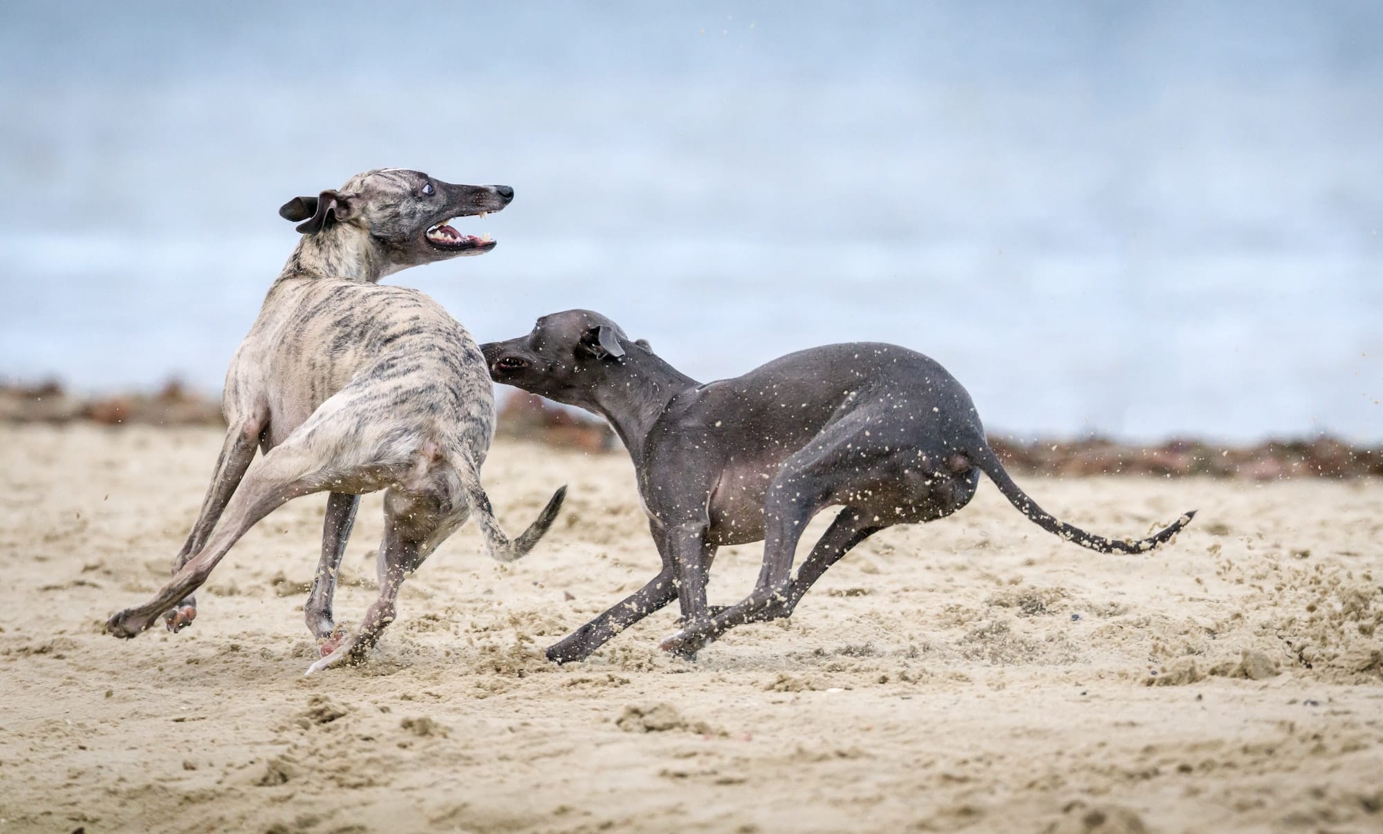 Why do dogs chase their tails?