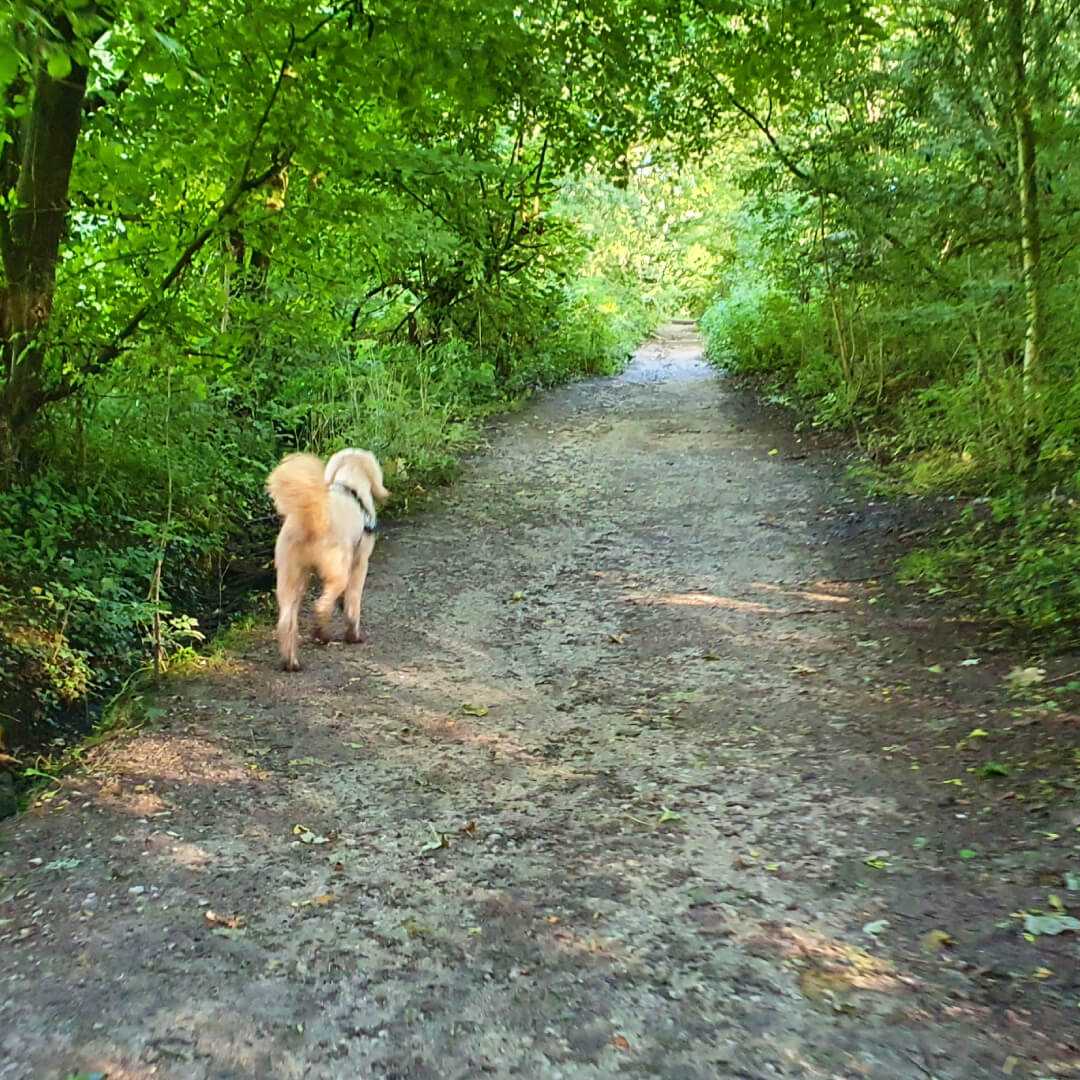 Nan Whins Wood Path with dog