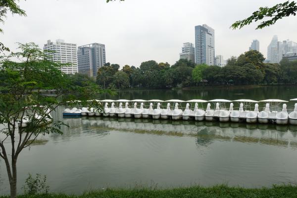 Lumpini Park - Peddle Boats For Hire