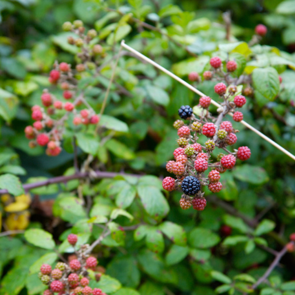 Himalayan blackberry Victoria, BC