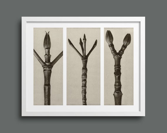 Branches and Stems Plate 17 