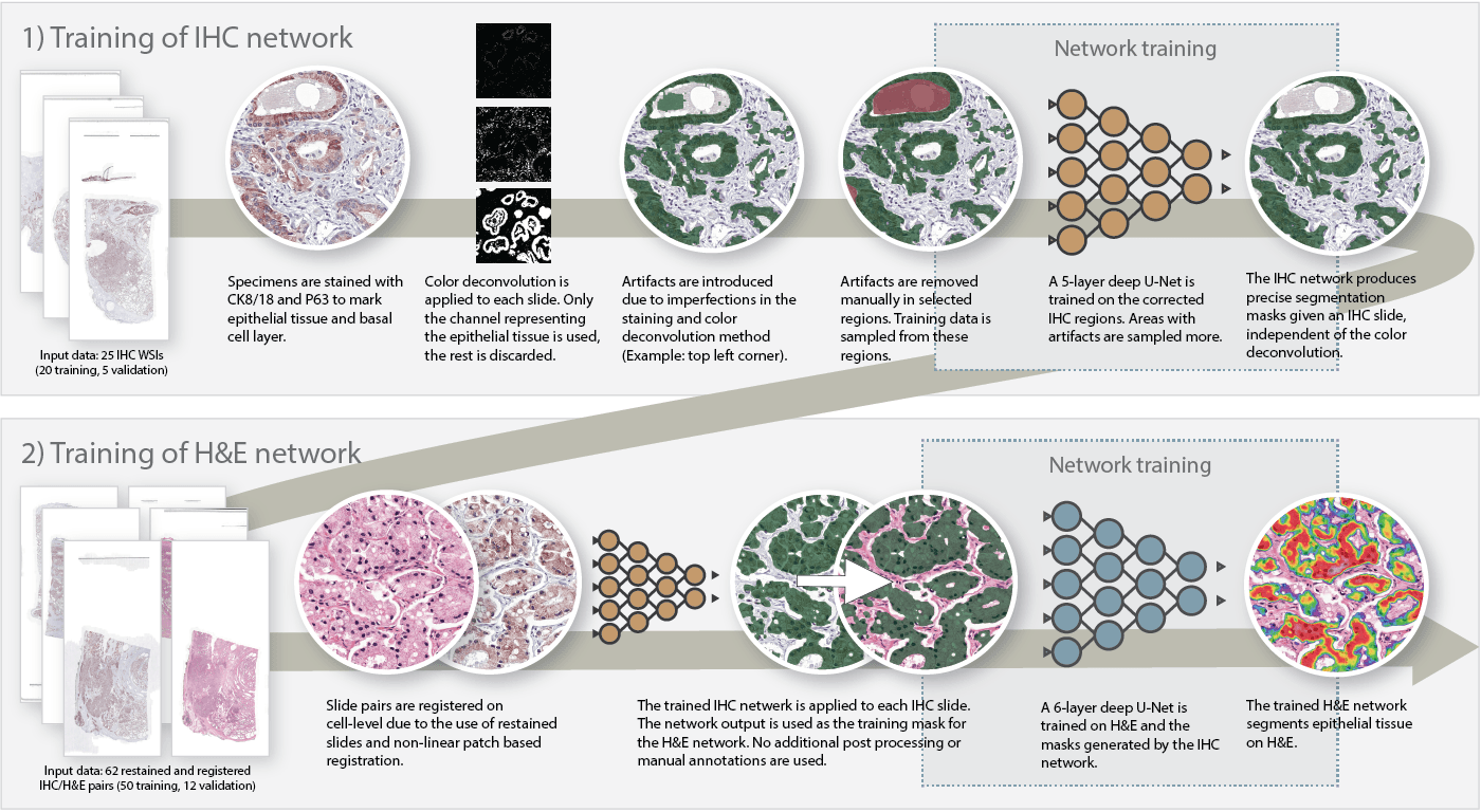 Method used to segment epithelial tissue. First we train a system to segment epithelial tissue on IHC, later we transfer this to H&E to train the final system.