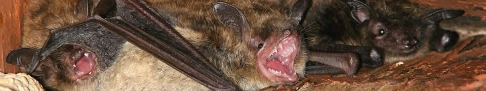 Bat removal in Rockford, IL