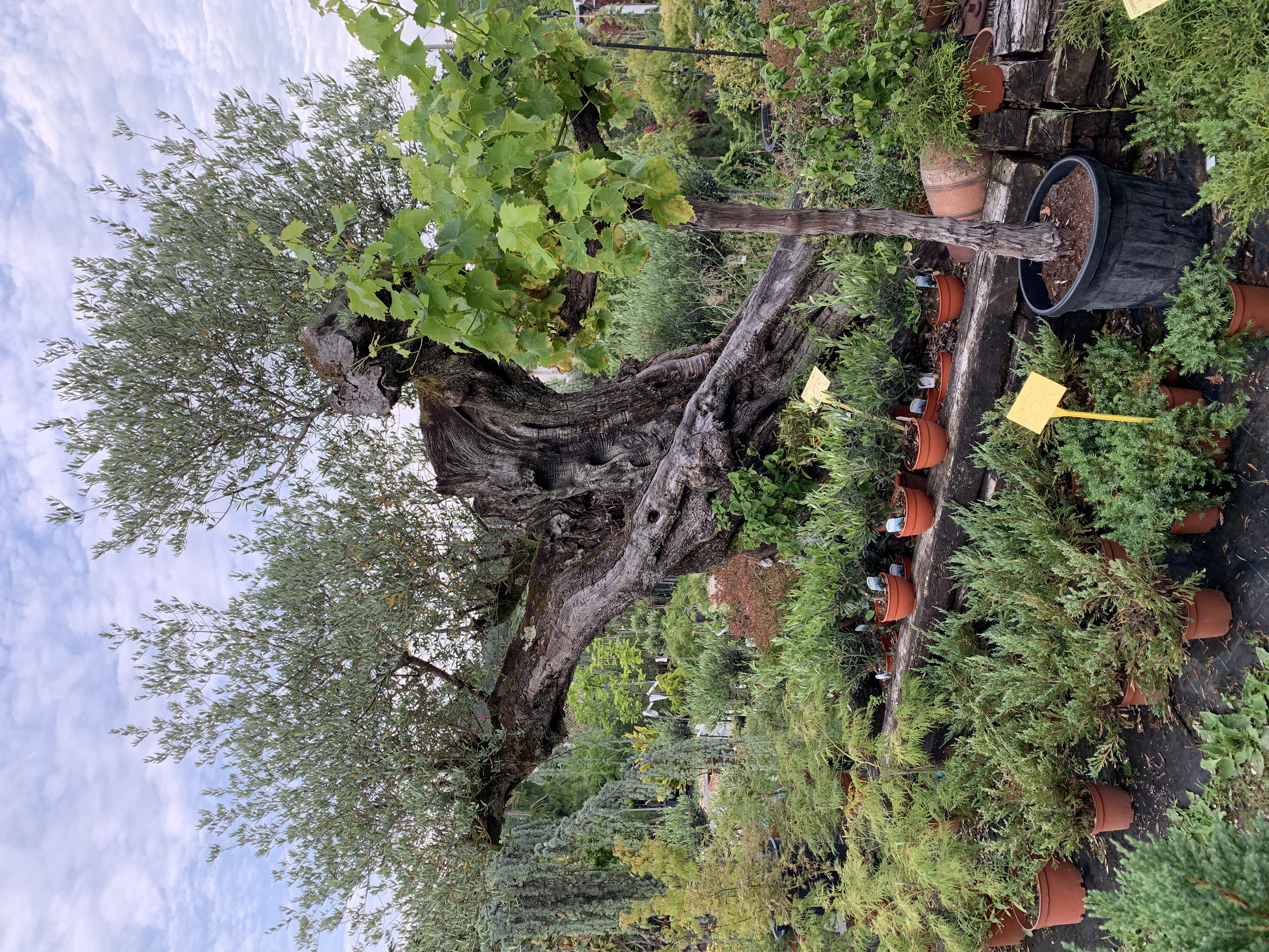 Foto de un olivo centenario