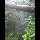 Elsv Rainforest 2