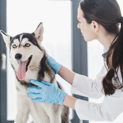 Routine Veterinary Care For Your Dog