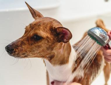 Dog Soap Alternatives: Safe & Easy to Use