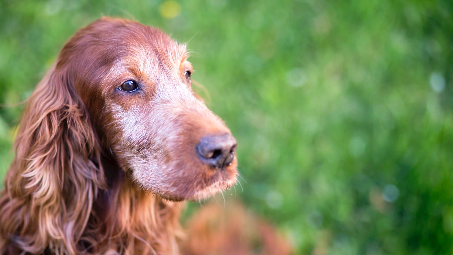 Three (3) Essential Tips To Successfully House Train Older Dogs
