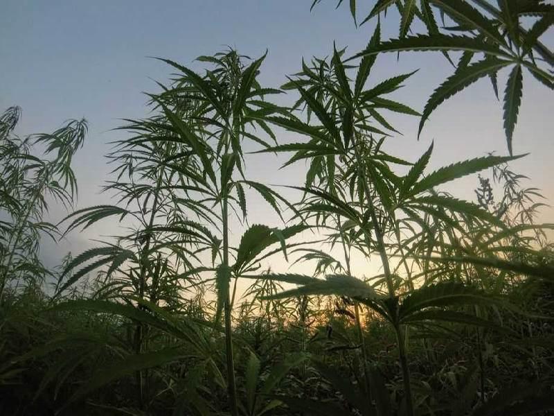 Australia's Cannabis Plant