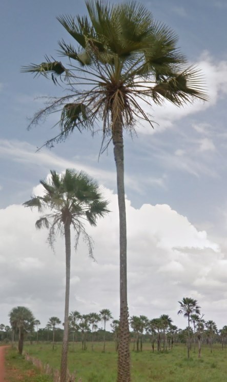 carnauba palm