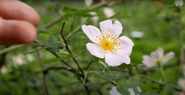 Fleur de rosier sauvage