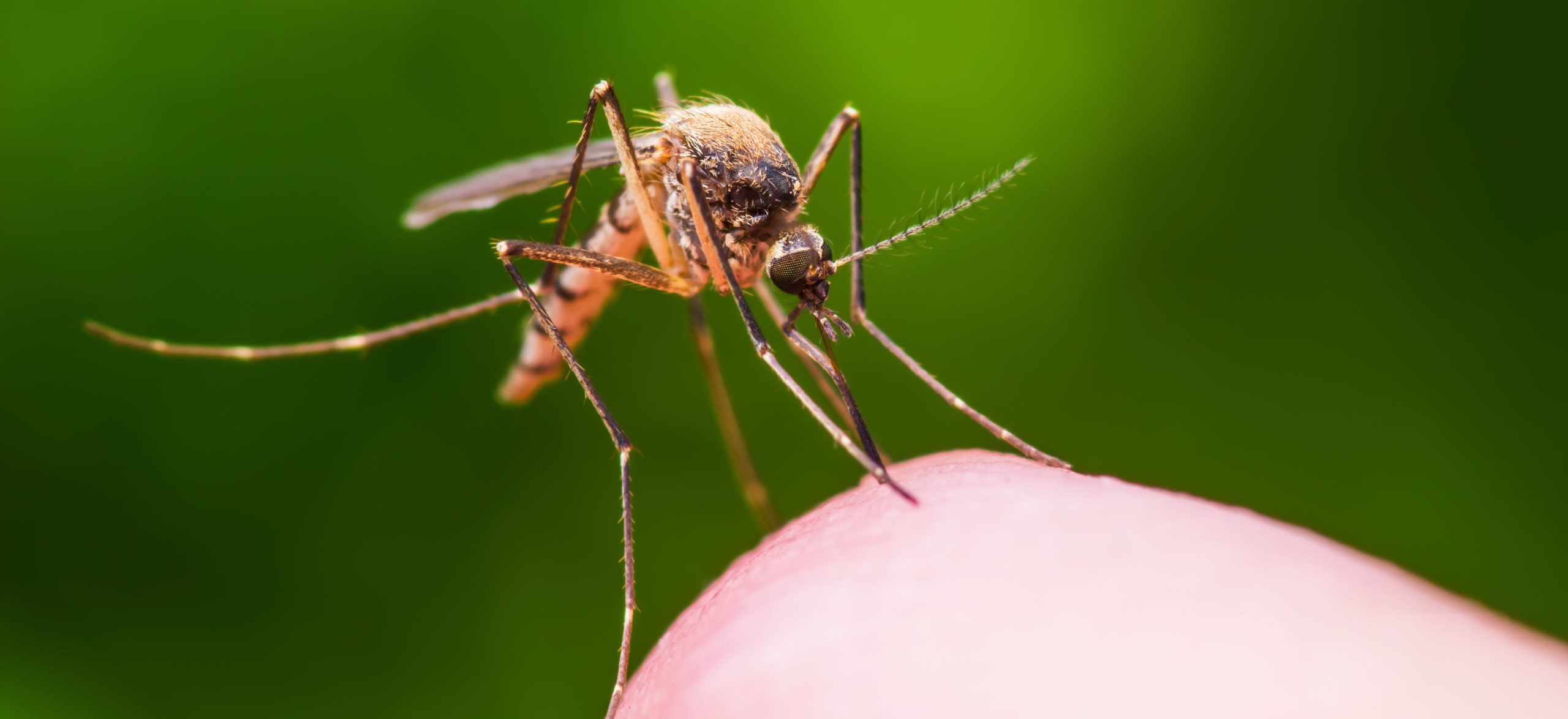 A close-up photo of a mosquito biting someone's finger