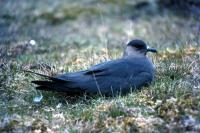 An Arctic Skua sits on the grass