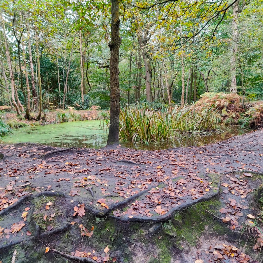 Meanwood Valley Local Nature Reserve pond in Adel Woods