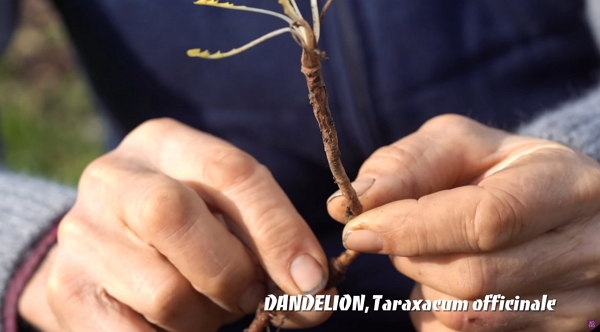 Dandelion root (Taraxacum officinale)