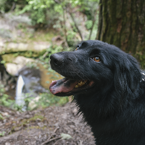 A black dog with long hair is standing on a trail in the forest and is looking at the camera. There is a waterfall in the background.