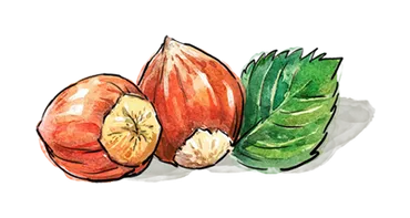 Illustration of a few Hazelnuts