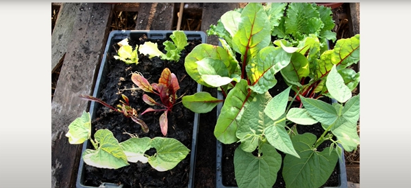 Two trays of seedlings with the left tray show small plants and the right tray showing large plants