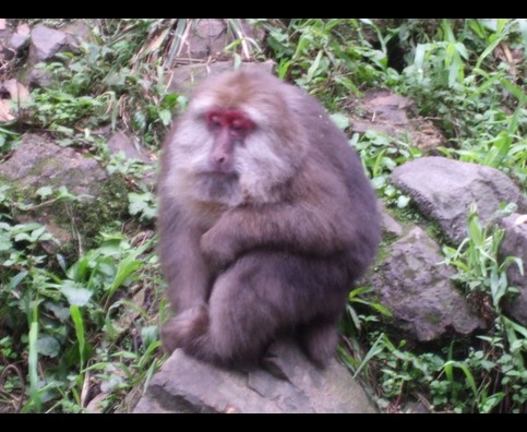 China Monkeys 17