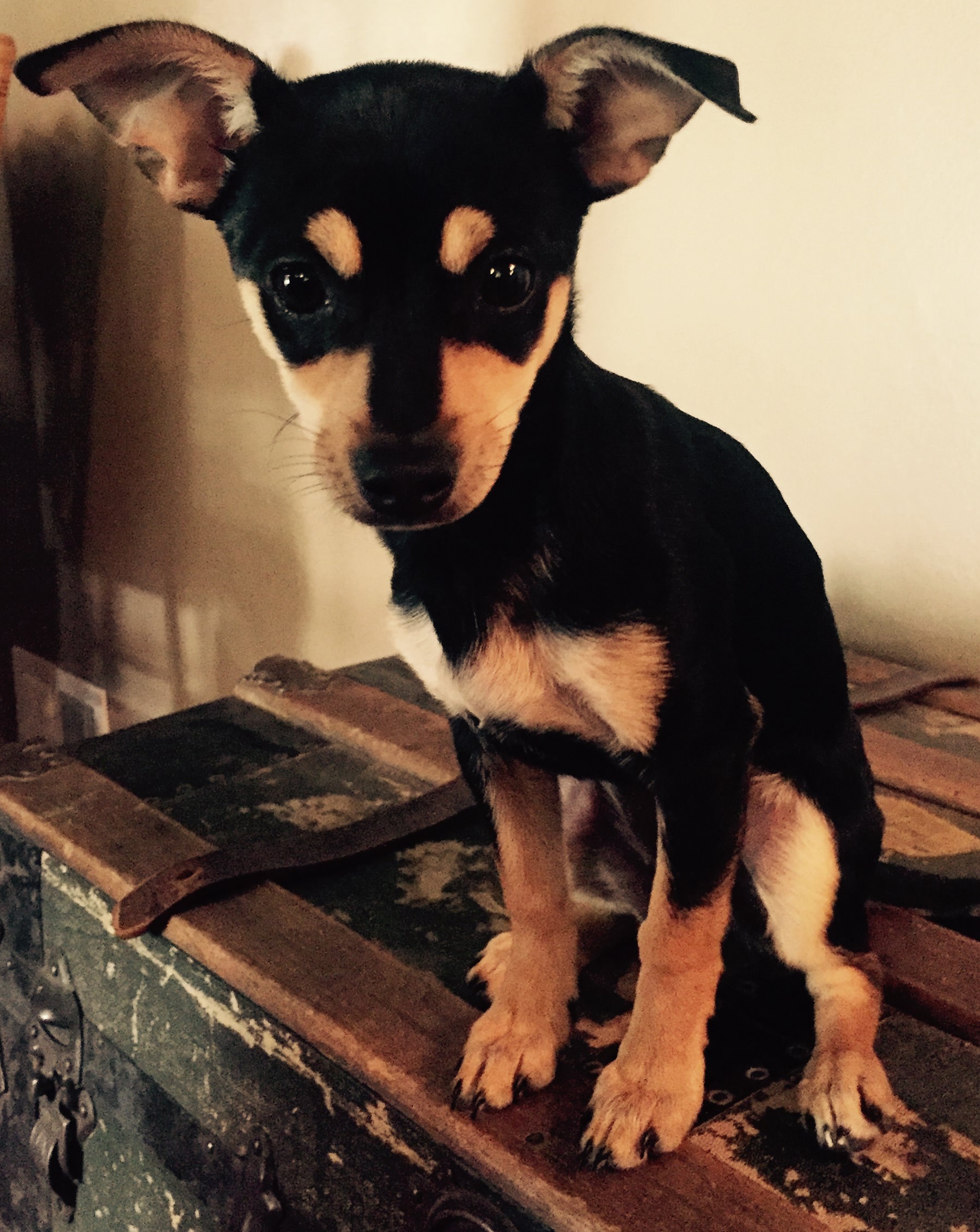 portrait of Tinker Belle Victory
