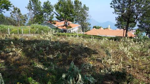 Plot 98 at Serenitea for sale image