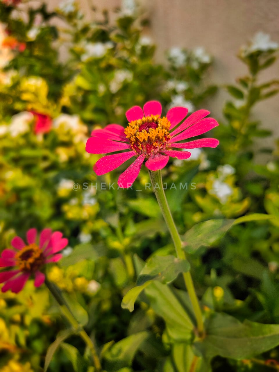 flower-gmp
